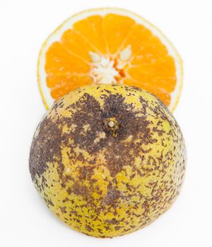 An orange with spots.