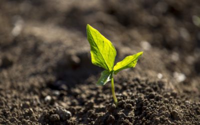Tijdelijke oplossing voor onverkoopbaar product door droogte