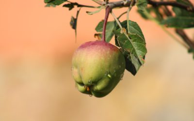 Campagne #zomeroogst tegen voedselverspilling buitenbeentjes
