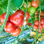 Exceptional support measures for EU producers of perishable fruit & vegetables